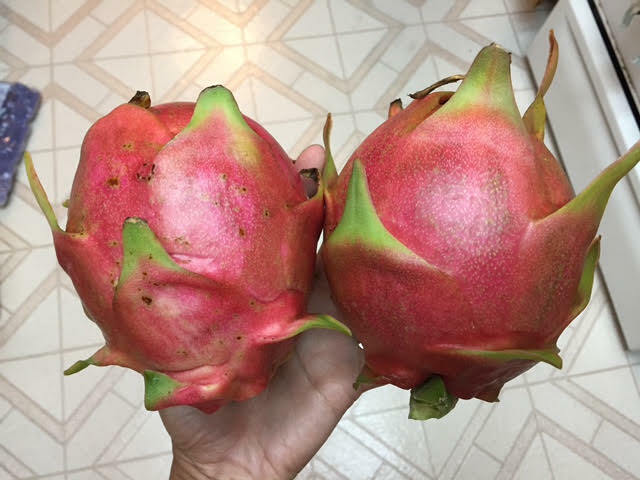 Red Dragon Fruit 2 Cutting 9-14″. Purple Haze