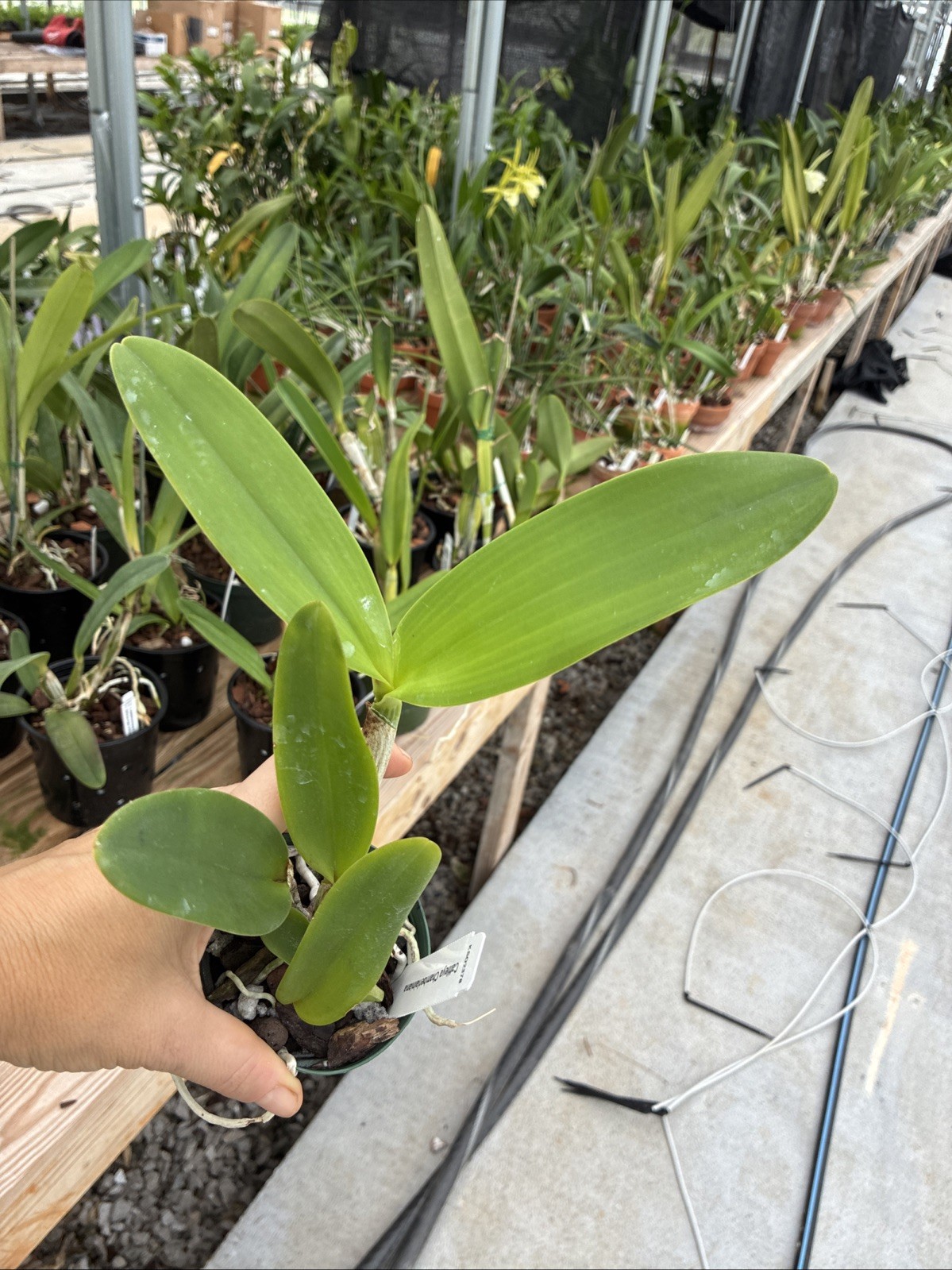 Cattleya Chamberlainiana
