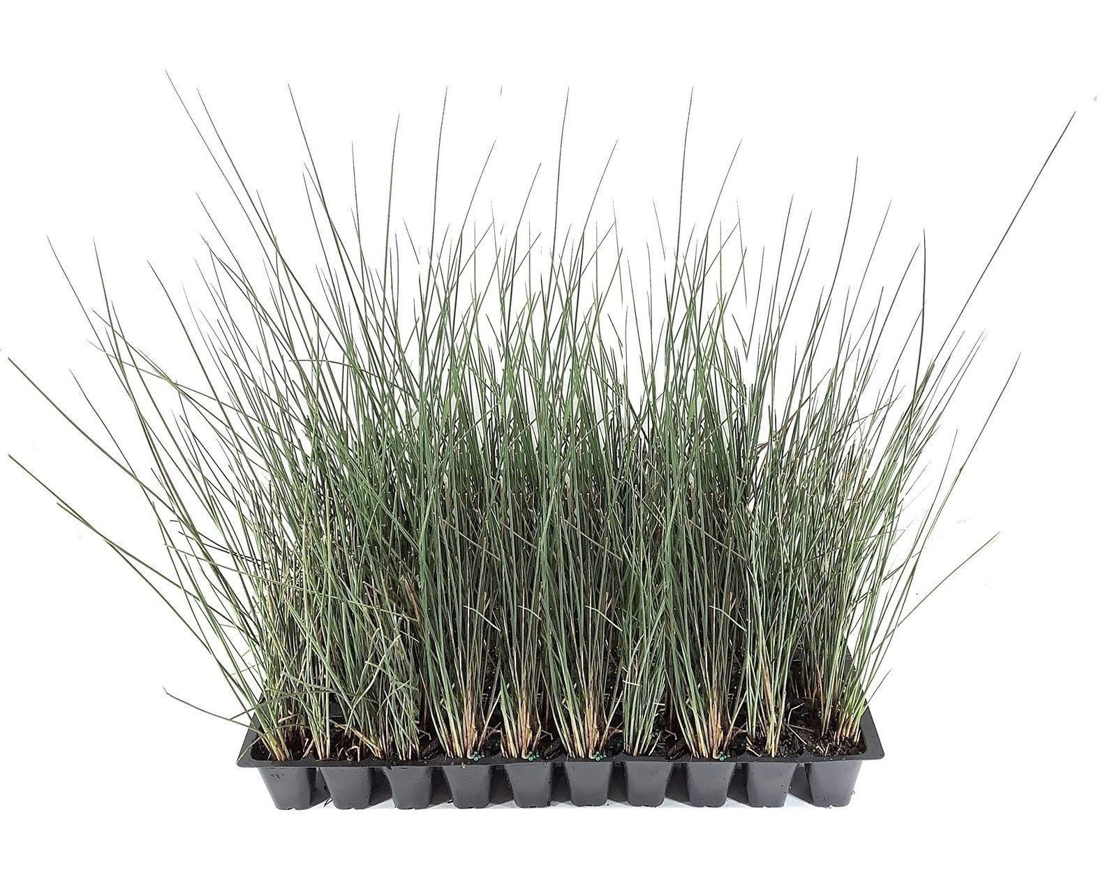 Blue Arrow Rush Grass | 2 Inch | Juncus inflexus | Ornamental Border Plant