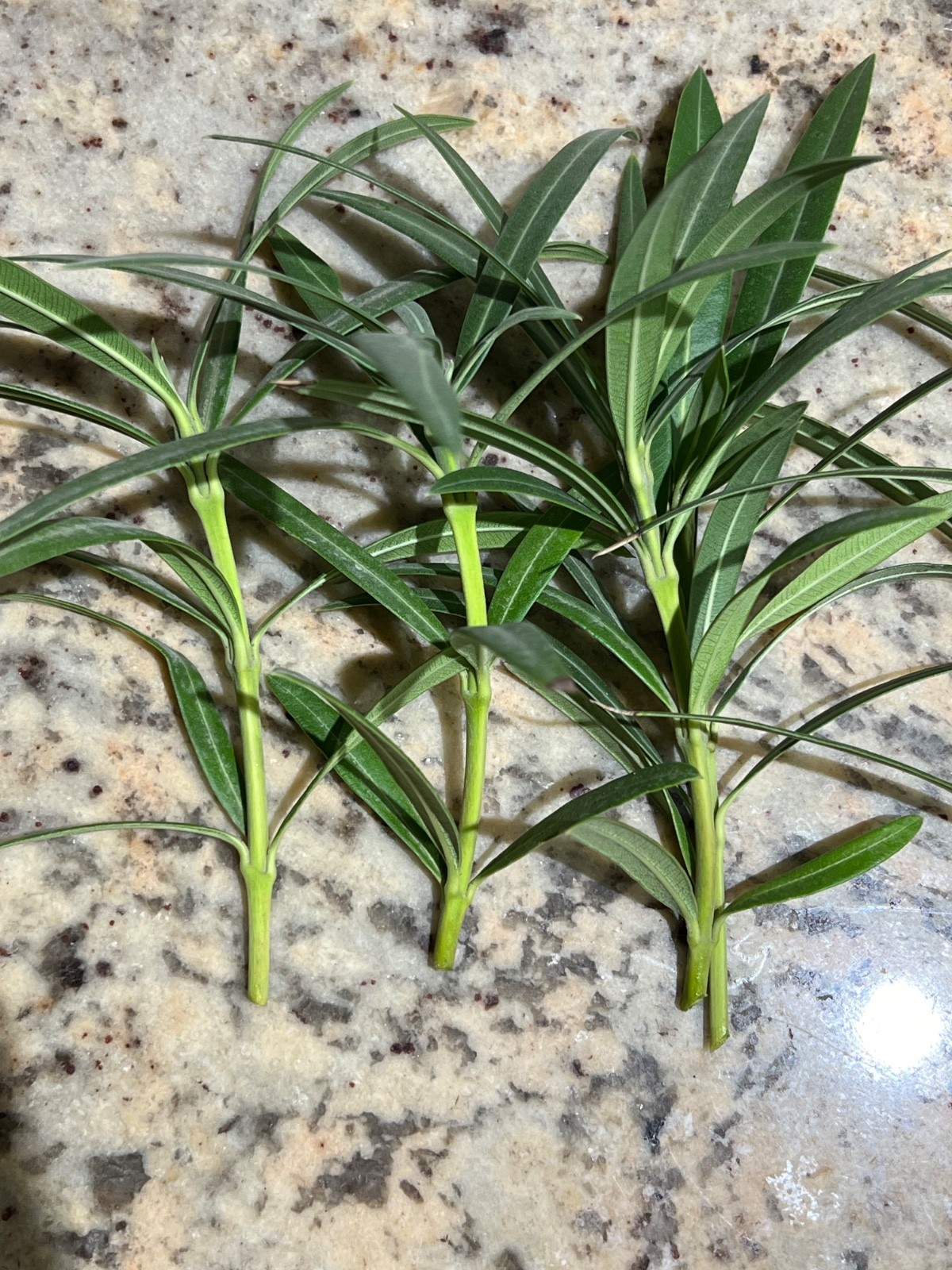 Oleander ‘RED’ – 10 live plant cuttings – NO ROOTS or POT – Fresh Cuttings