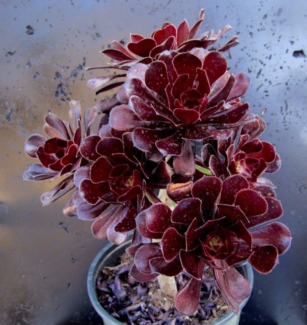 BLACK ROSE Deep Dark Purple Aeonium Succulent 2 cuttings