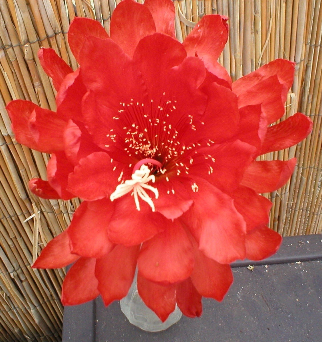 Epiphyllum, Orchid Cactus, ” IT’S FANTASTIC “, Don’s Quart pots JULY/2
