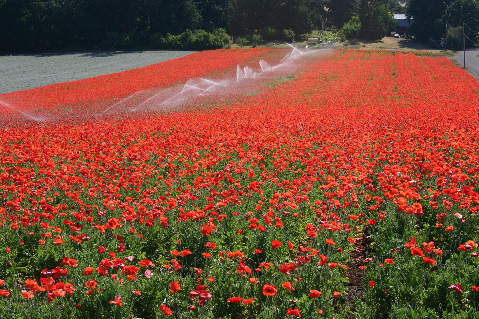 5000 Red Corn Poppy Flower Seeds Papaver rhoeas Great Pollinator