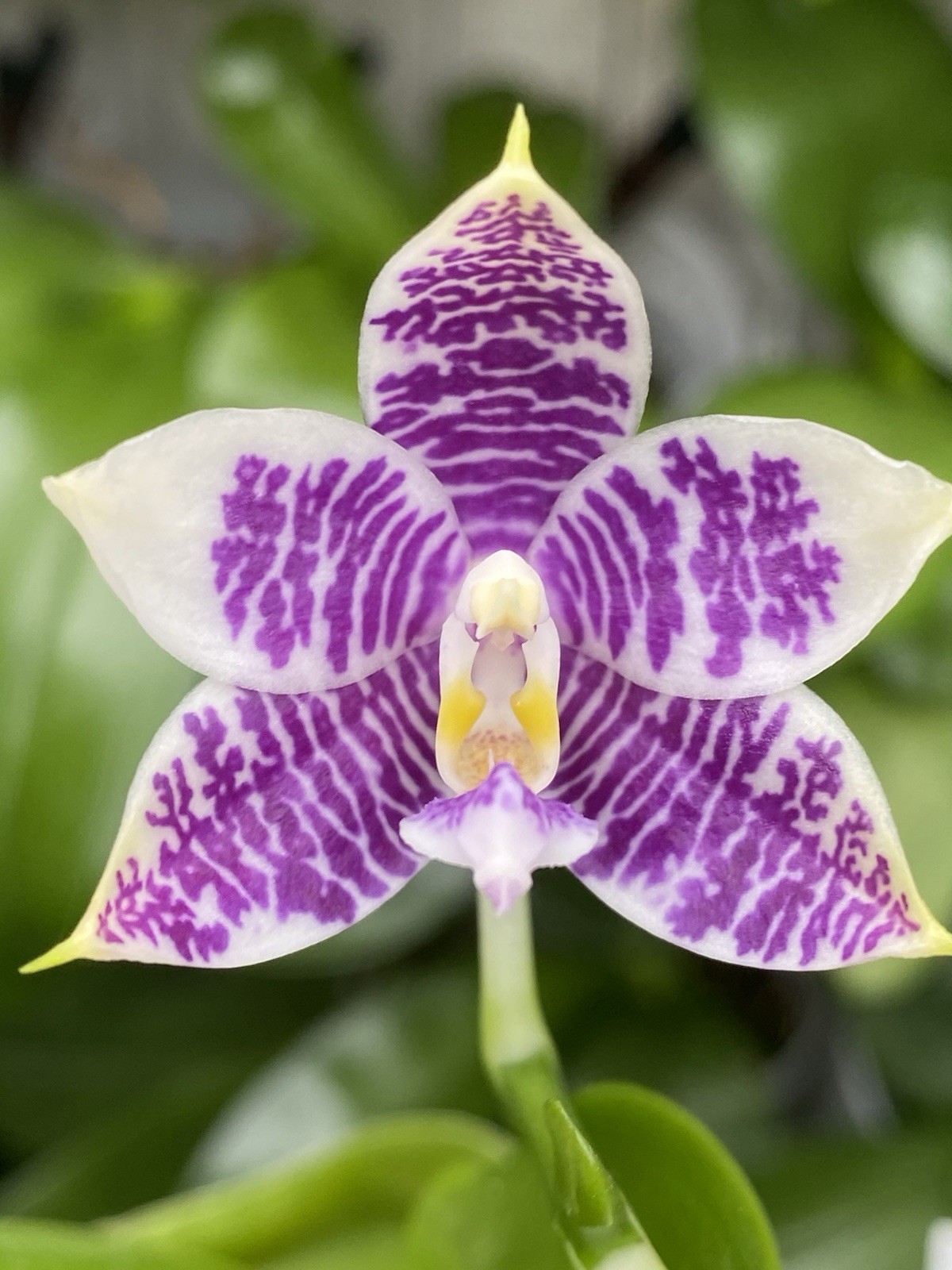 Original Phal Phalaenopsis LL Blue Leopard x Lioulin Blue Peacock-FRAGRANT