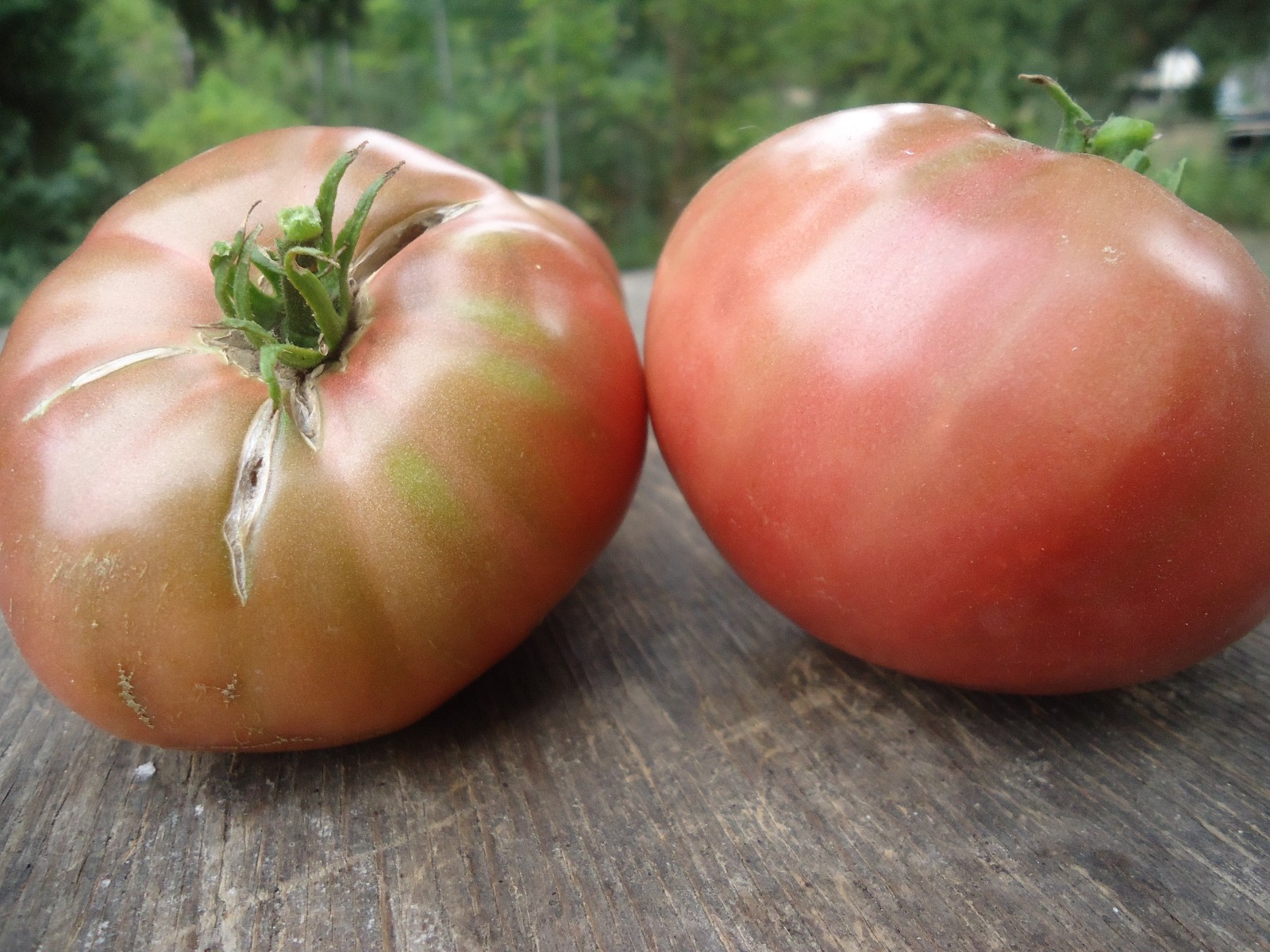 Heirloom tomato seeds Build a variety pack, or take all 50! *SURVIVAL SEEDS*