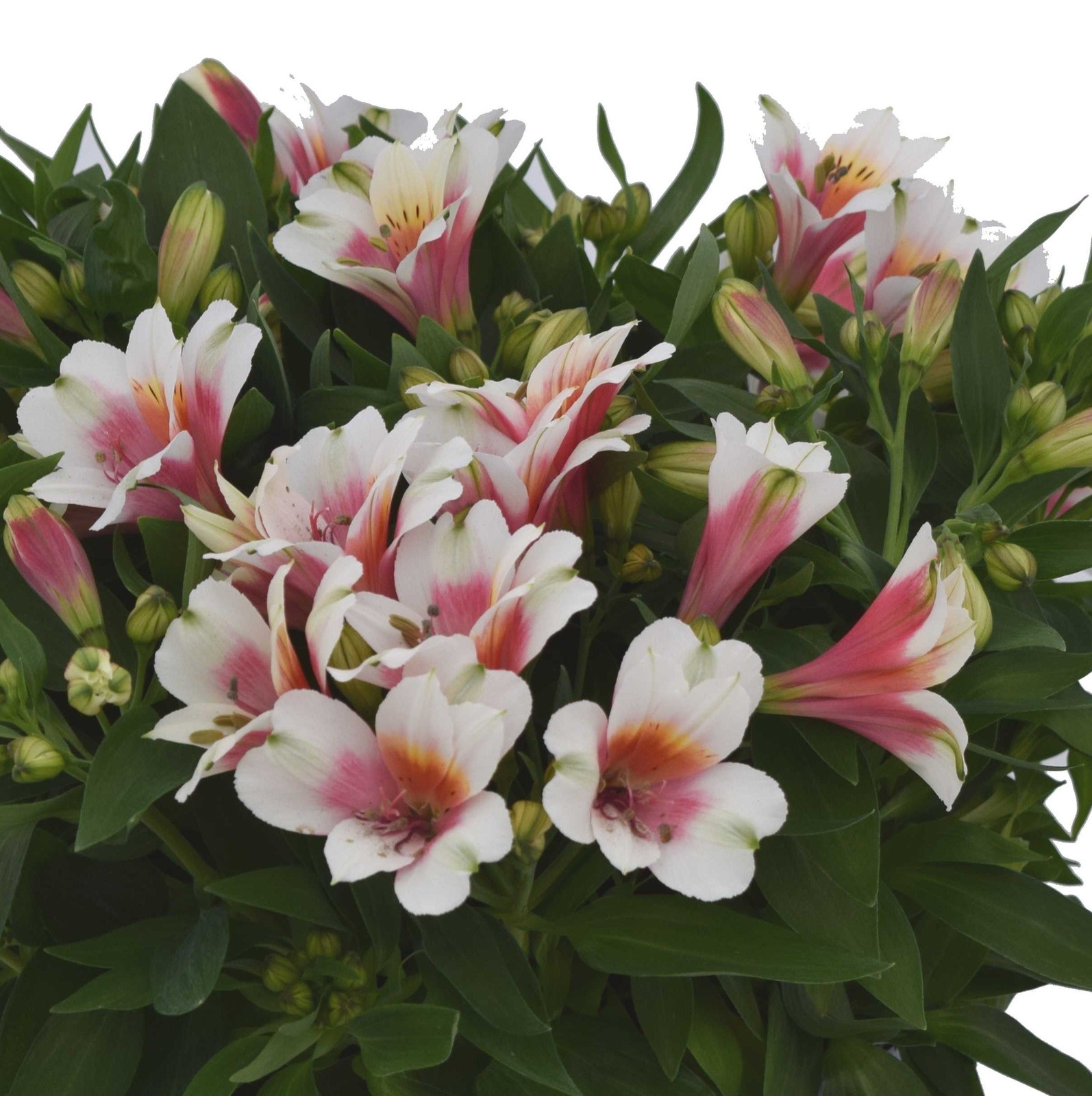 Alstroemeria Inca Lucky 2 Potted Plants Rooted in Quart Pots, Easy to Grow