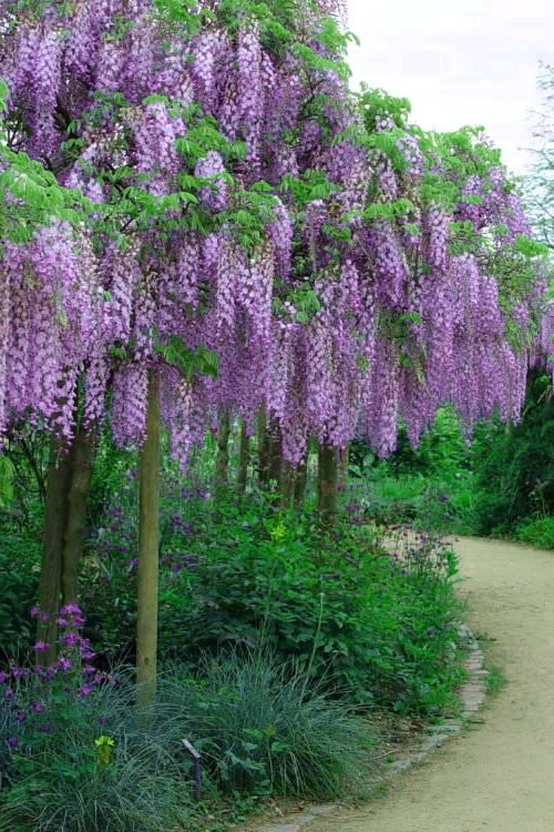 Curated Japanese Wisteria Seeds (5 Pack) – Stunning Purple Flower Vine