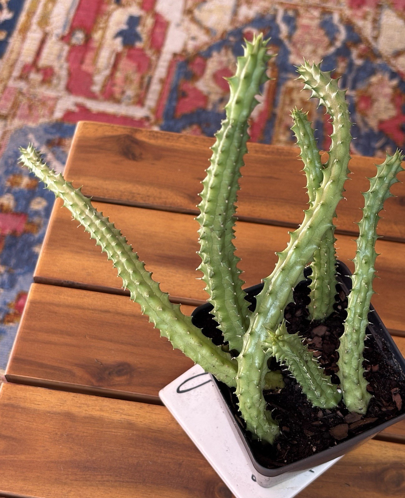 Huernia Schneideriana ‘Red Dragon’ ROOTED In 3.5″ Pot.