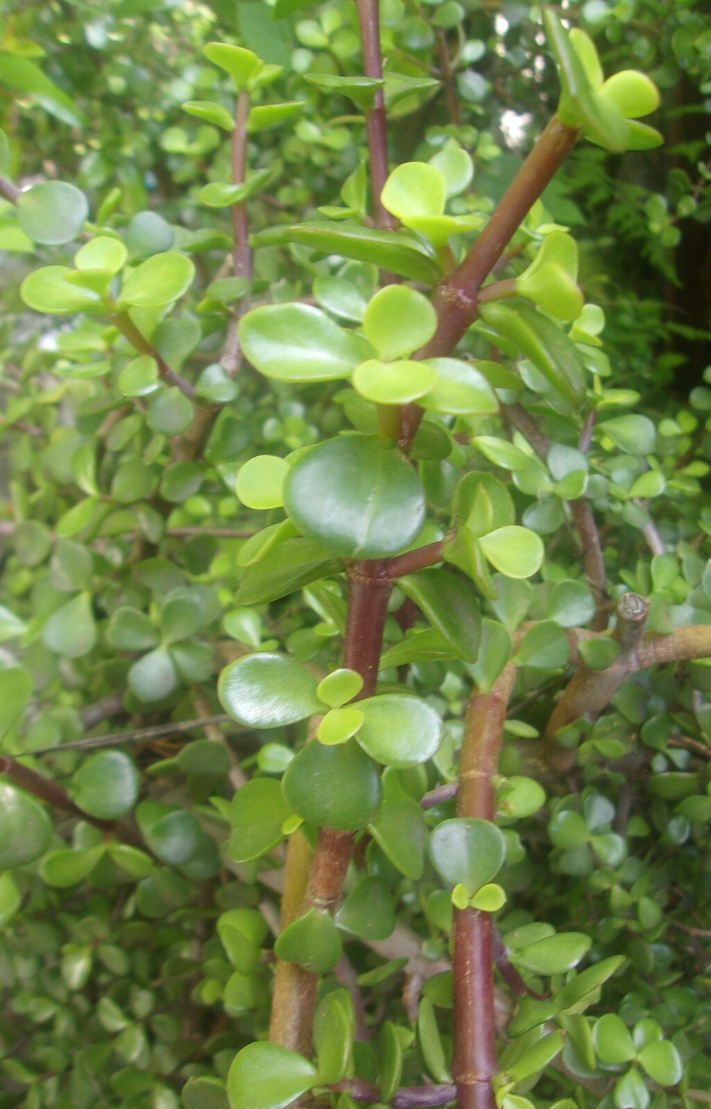 3 FRESHLY CUT ELEPHANT JADE BUSH SUCCULENTS CUTTINGS 5-6 INCHES LONG RARE PLANT