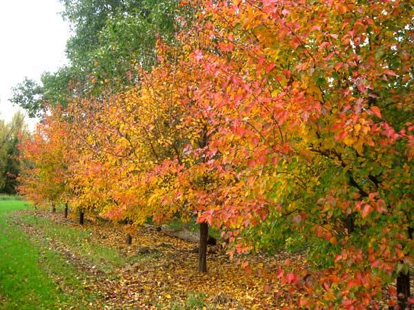 Chinese Pear, (Ussurian Pear), Pyrus ussuriensis, Tree Seeds (Fast, Edible)