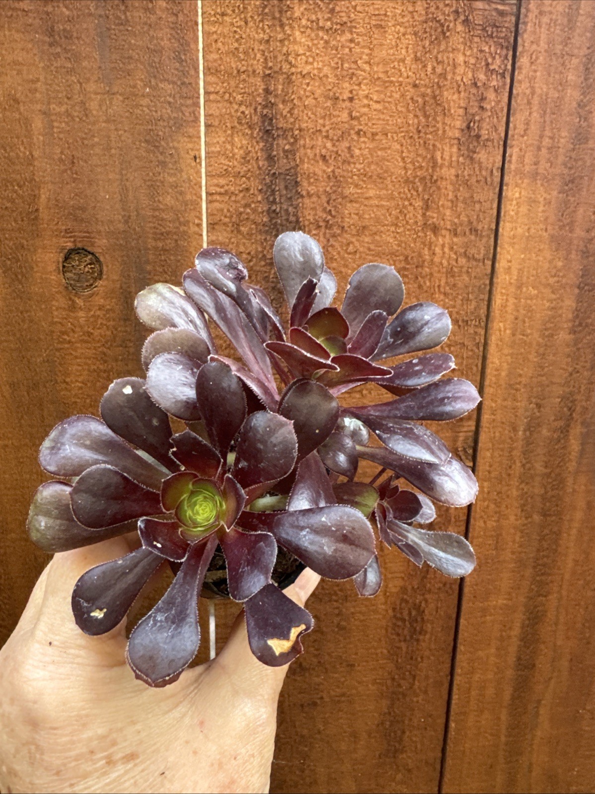 BLACK ROSE Dark Purple Aeonium Succulent