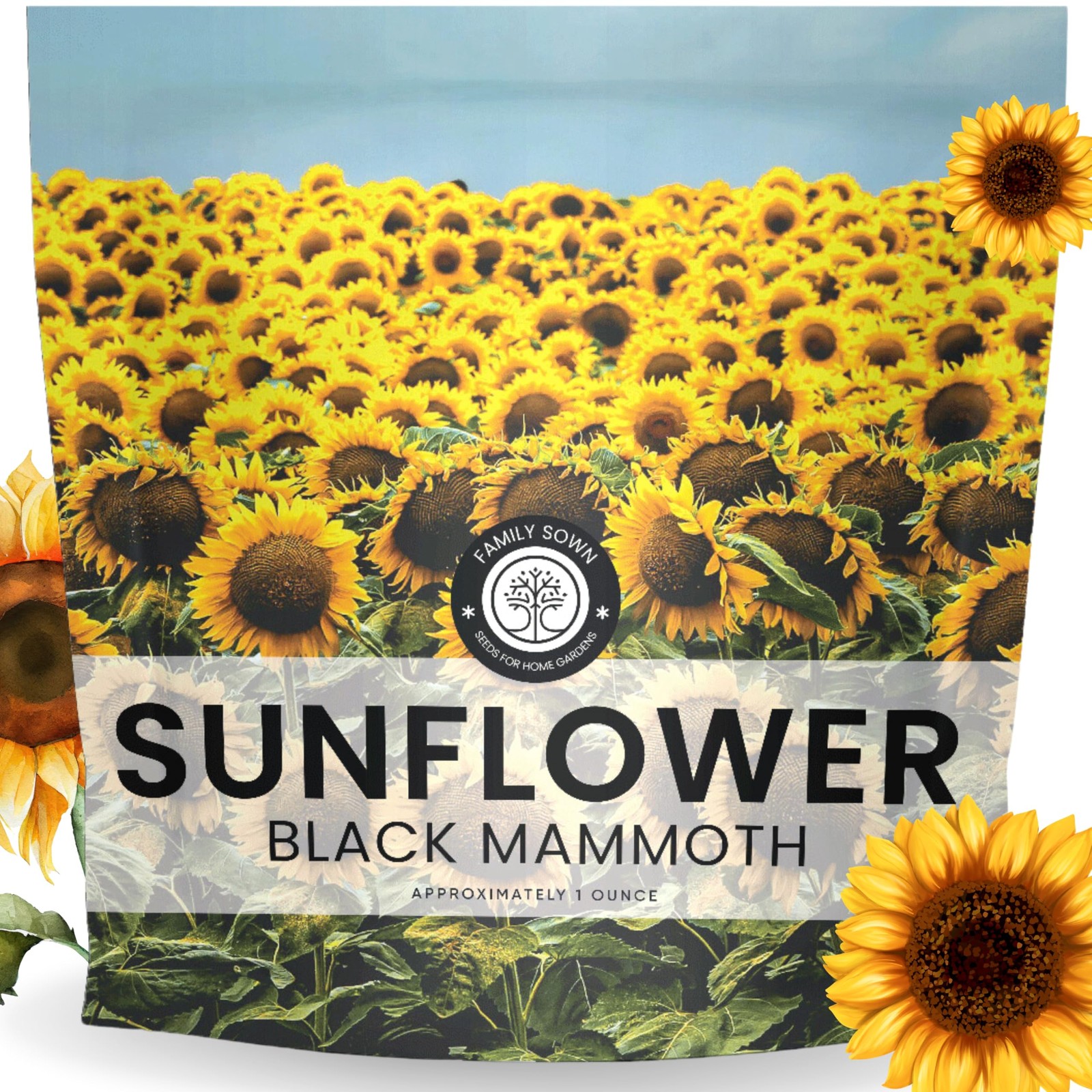 Black Mammoth Sunflower – Large 1 Ounce Packet – 250 1 oz (250 Seeds)