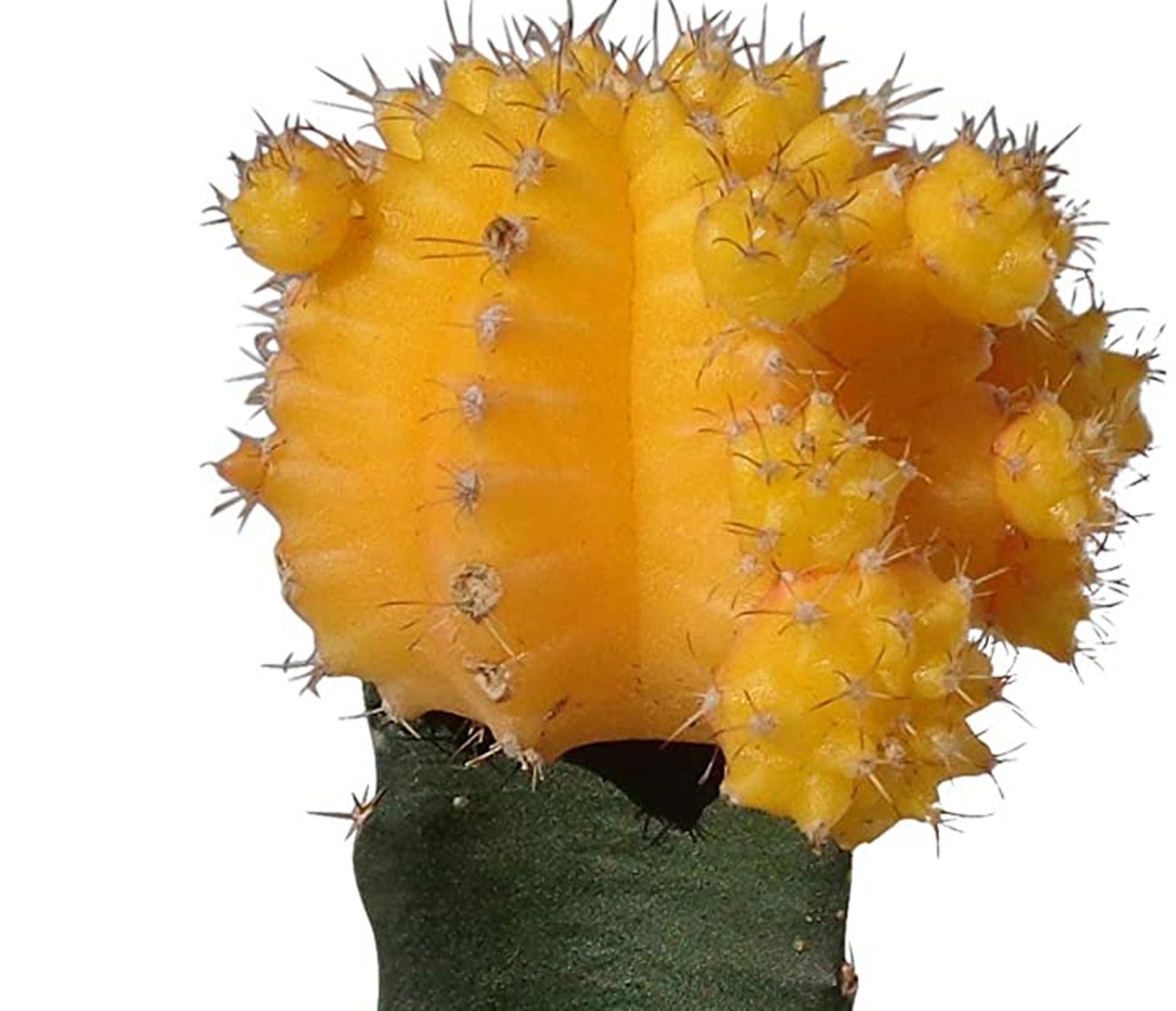 Moon Cactus Plant 5″ height yellow