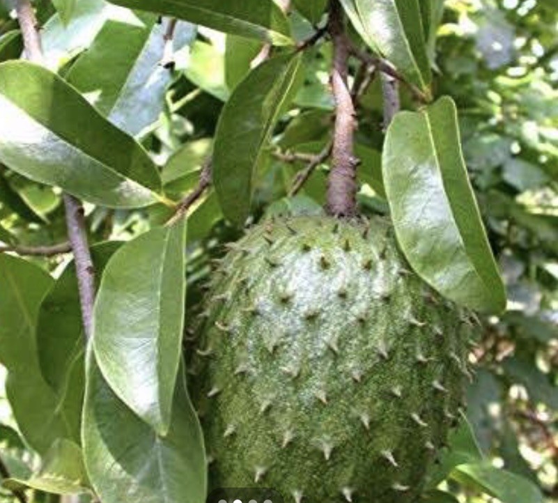 Soursop Tree Guanabana Live Fruit Tree 6-10” Healthy Young Plant In 4” Pot NO CA