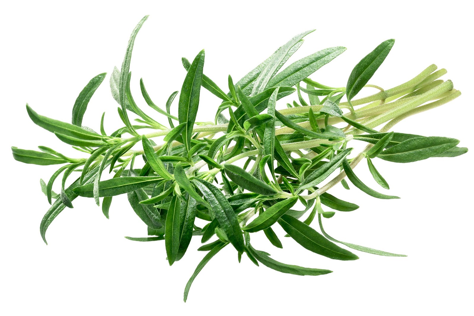 Savory Summer Herb Seeds – 1 Gram Non-GMO – Annual 60 Days – Germination 10-15