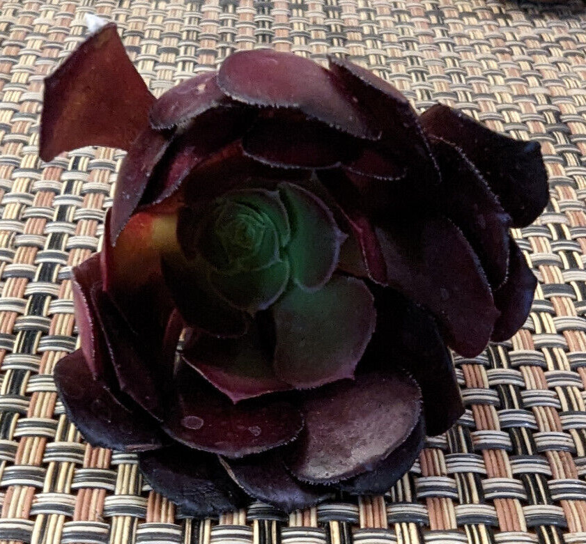 QUARTET (= A SET OF 4 DIFFERENT) AEONIUM CUTTINGS – 2″ (= 5 CM) DIAMETER