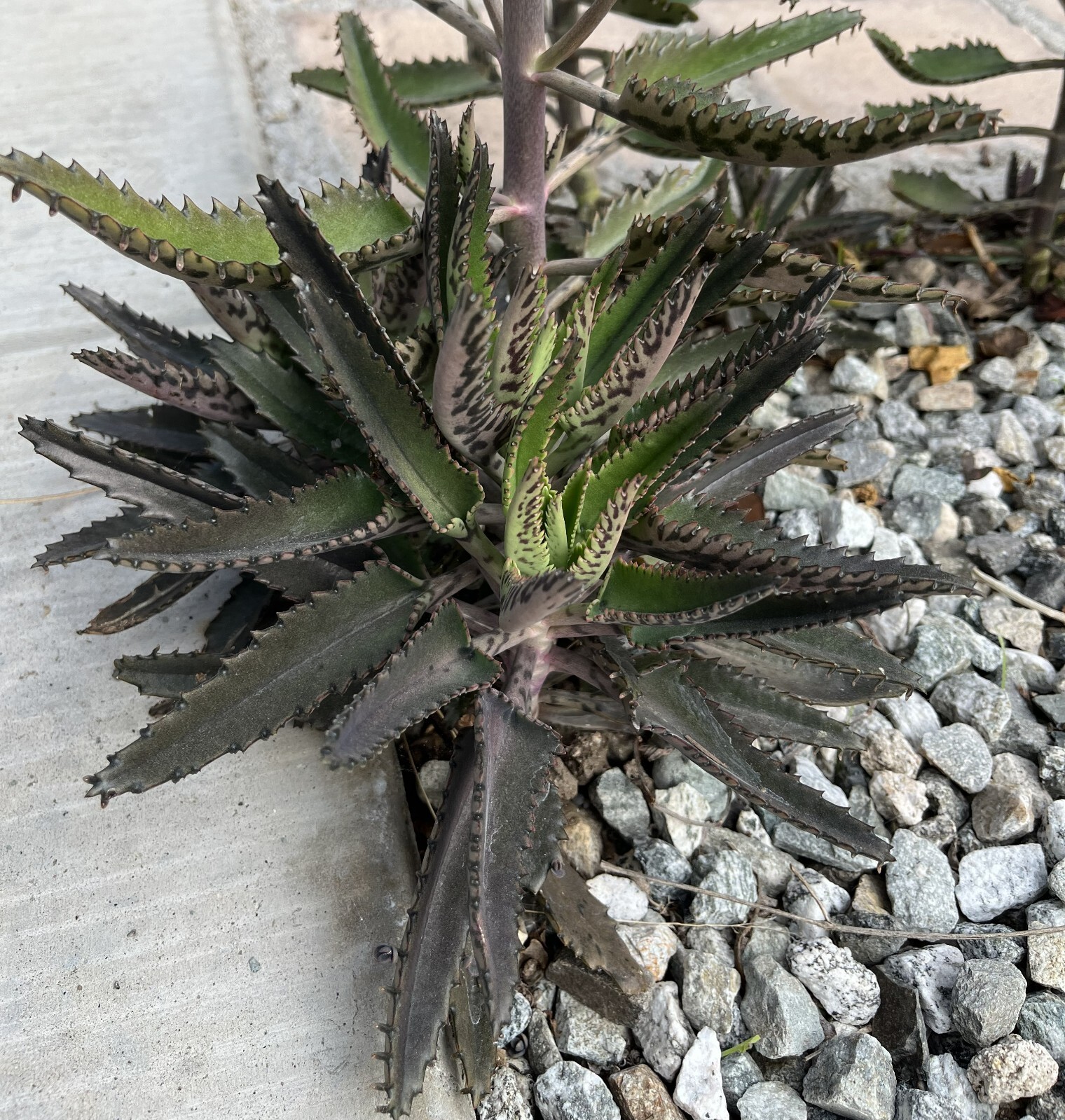 1 Mature Mother of Thousands Kalanchoe Succulent cactus Fully Rooted Live Plant