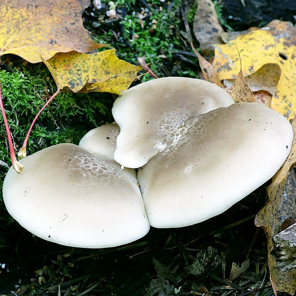 Elm Oyster (Hypsizygus ulmarius) Liquid Culture