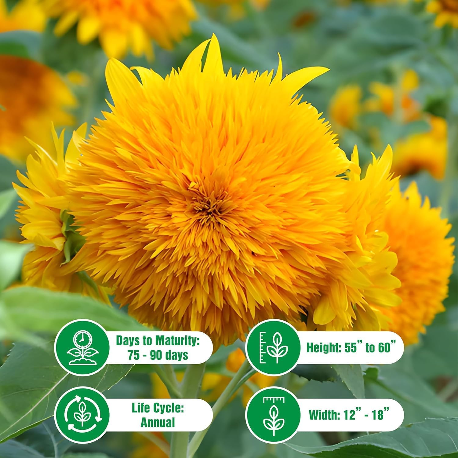 Dwarf Sunflower Seeds for Planting – Grow Teddy Bear Sun Flowers in Your Garden