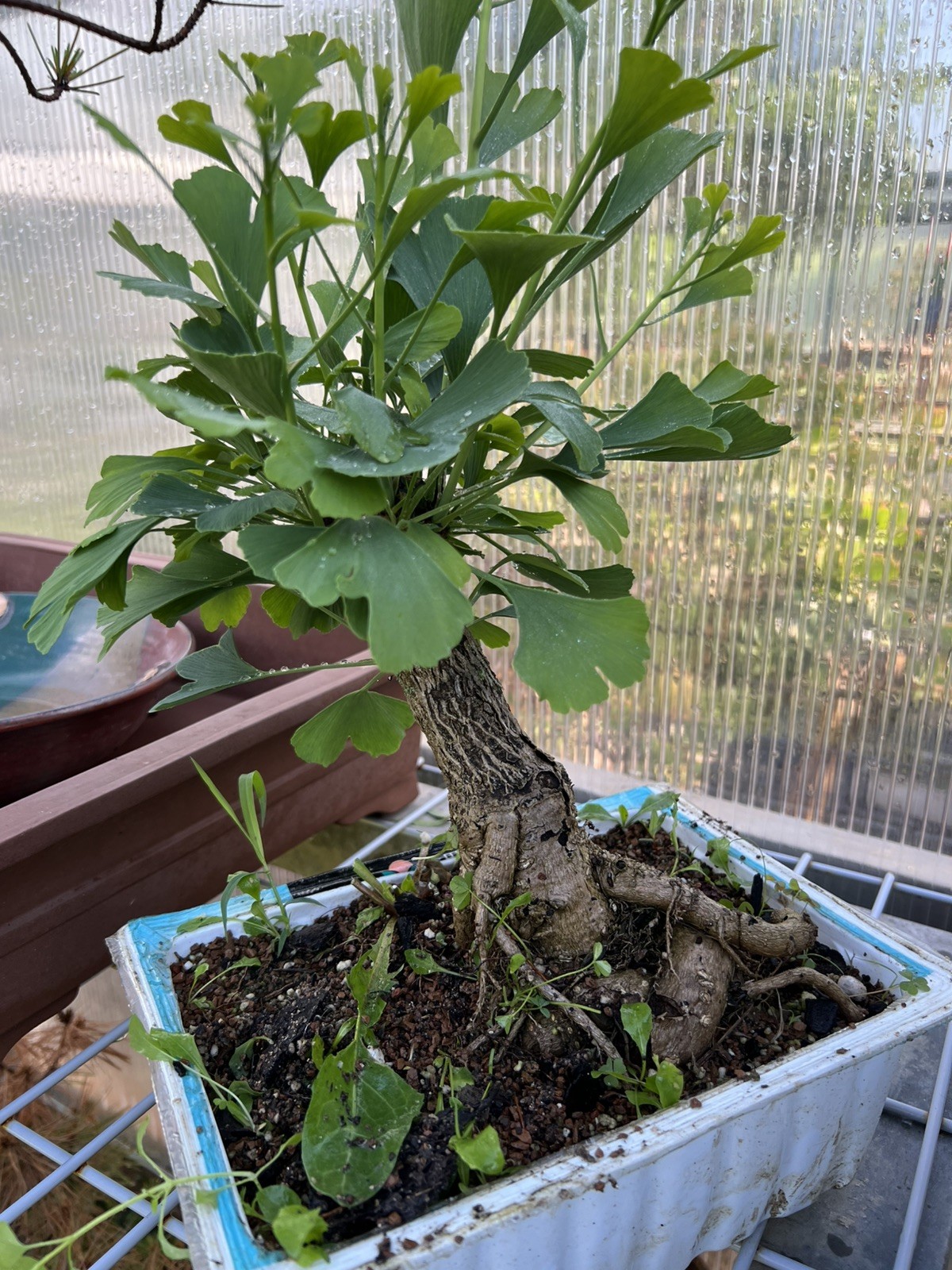 Old Ginkgo Biloba Bonsai Tre饿。 15” Tall 13 Years Old。 really Nice Movement