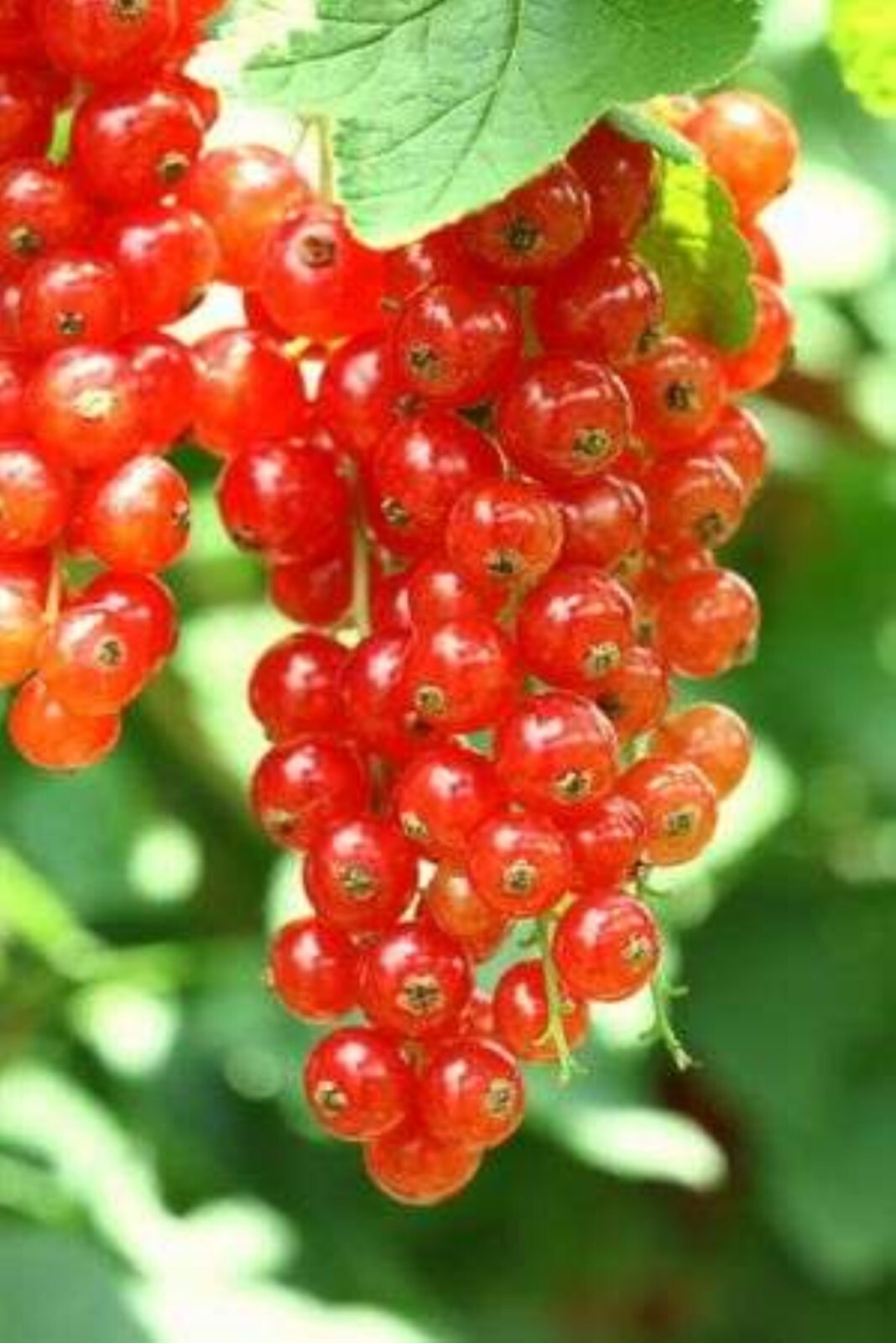 Tartran Red Currant Rooted plant, 12-18″ tall, 1 year old