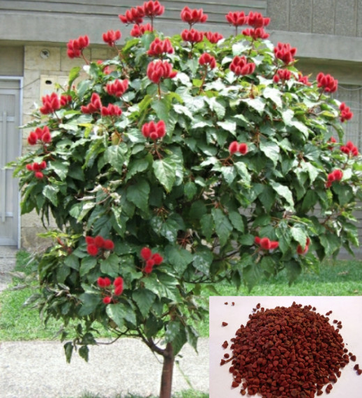 100+ Semillas Achiote, Puerto Rico, Annatto Seeds, Bixa Orellana, Lipstick tree