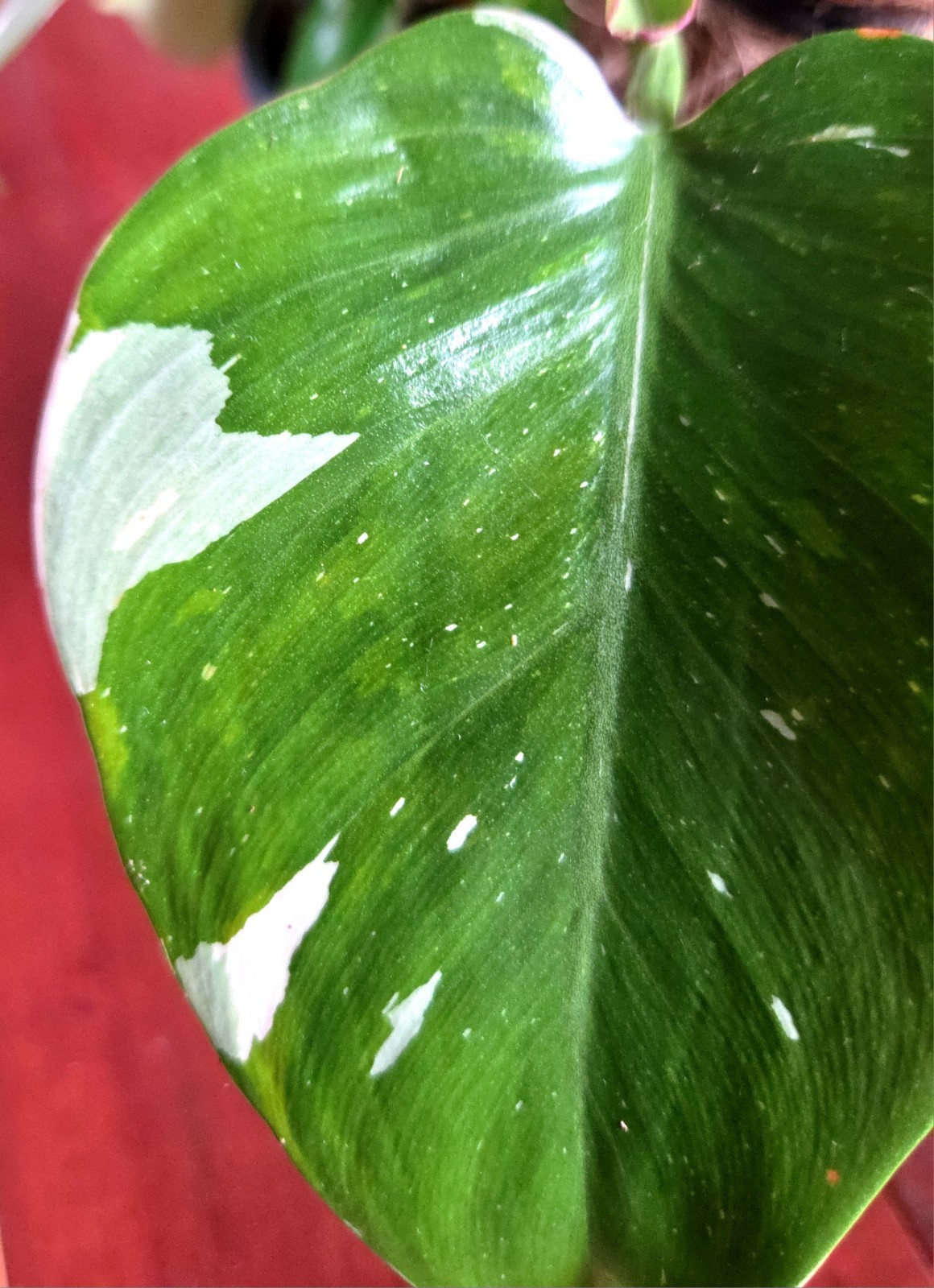 Rare Philodendron White Princess Tricolor 25″ Tall w/ Pups Not Aroid Anthurium