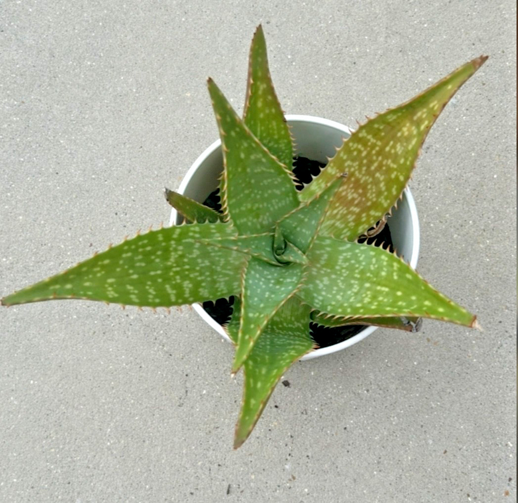 TWO ALOE VERA BARBADENIS 4 TO 15 INCHES WITH ROOT LIVE PLANT SWEET MEDICINAL