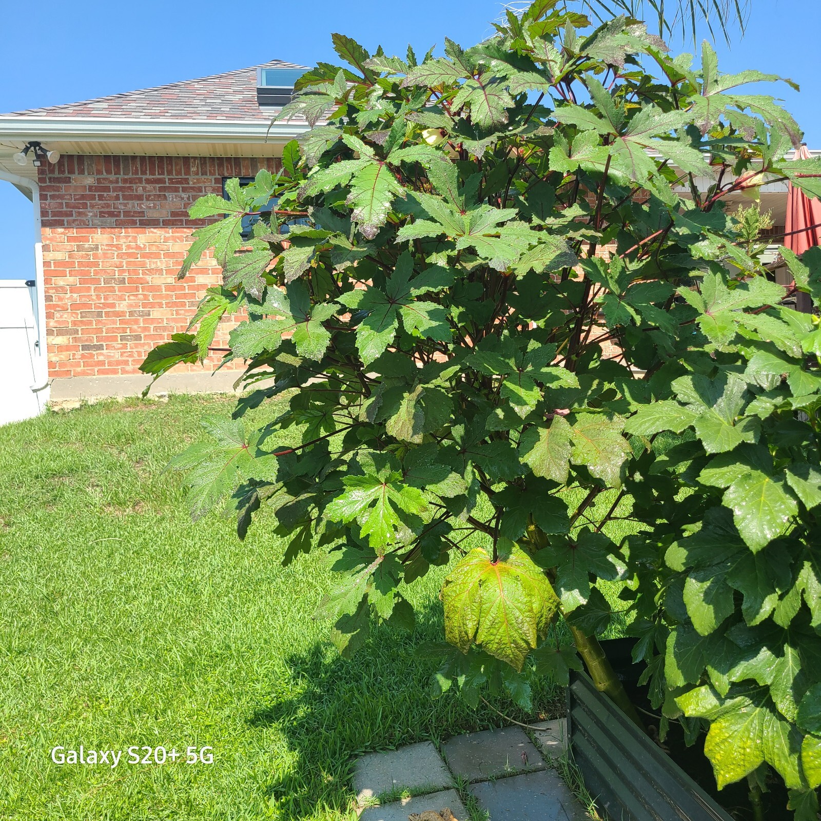 RED BURGUNDY OKRA SEEDS – 30 Seeds