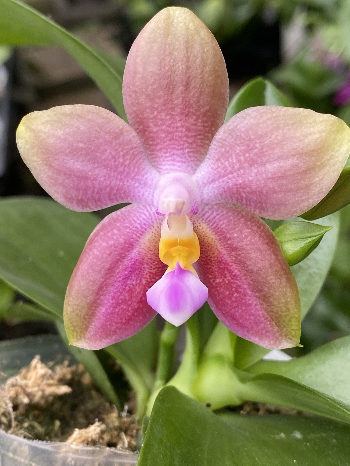 Original Phal Phalaenopsis Joy Spring Canary x bellina-FRAGRANT