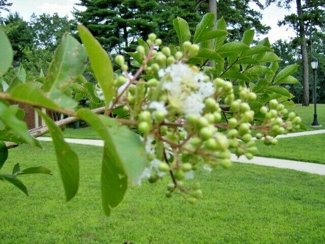 25 NATCHEZ CREPE MYRTLE SEEDS – Lagerstroemia x ‘indica x fauceiri ” Natchez’