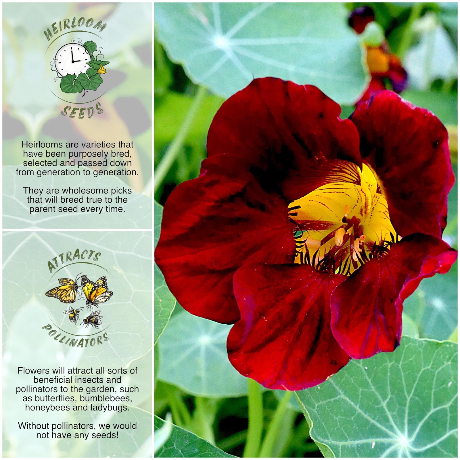 Seed Needs Black Velvet Nasturtium Seeds for Small Pack,