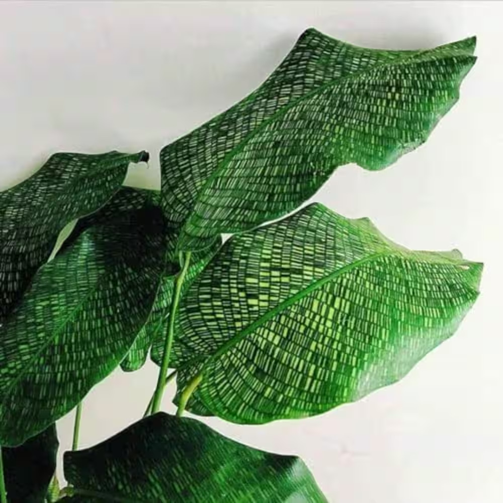 Calathea Musaica Network Prayer Plant-3 Live Plants in 4 In. Pots-Calathea Musai