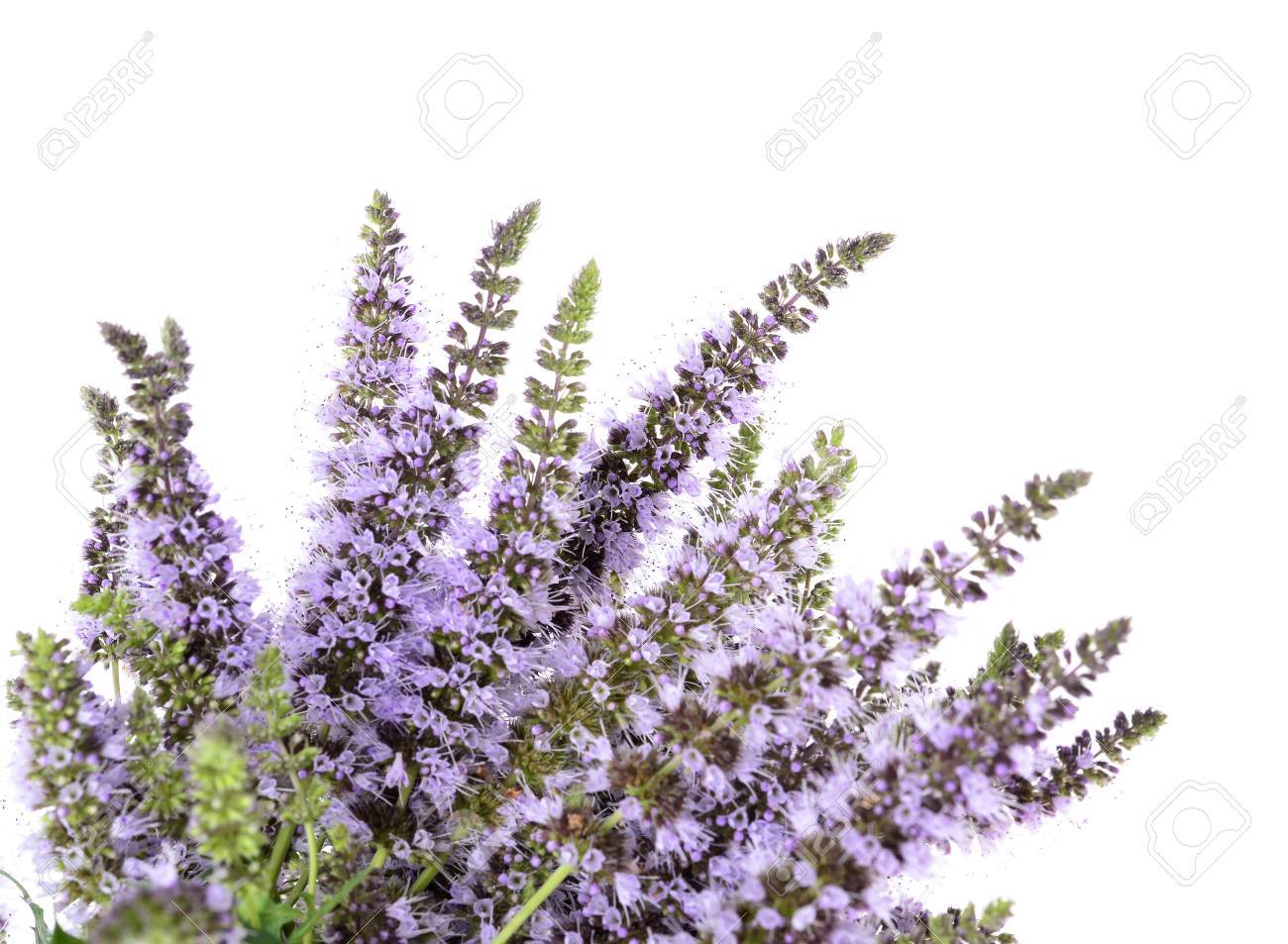 300+SPEARMINT Seeds Organic Herb Mint Tea Patio Container Vegetable Garden Easy