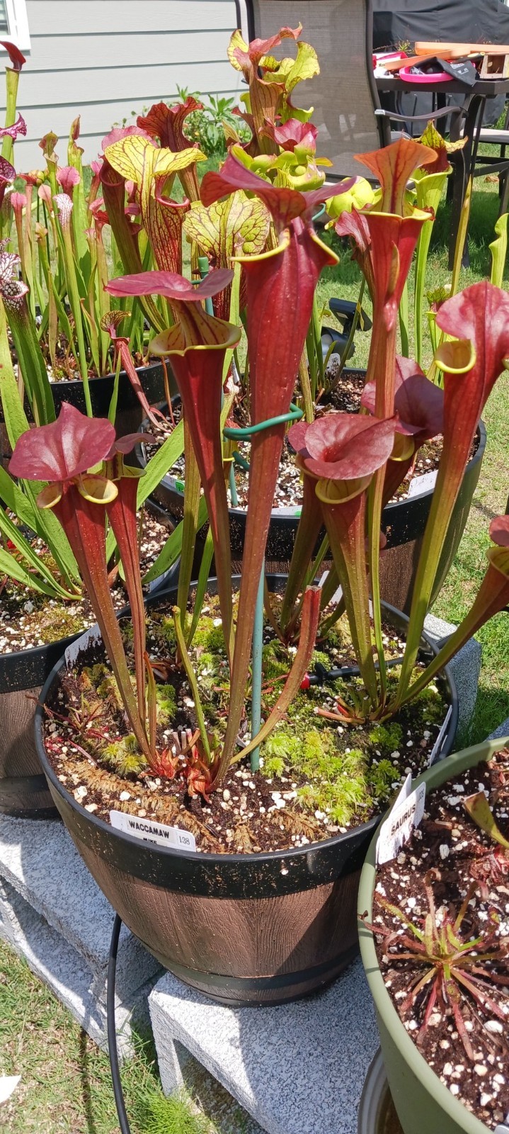 Sarracenia – 🔥🔥 S. Warcloud x S. Waccamaw 🔥🔥 WHOLE POT!!!!