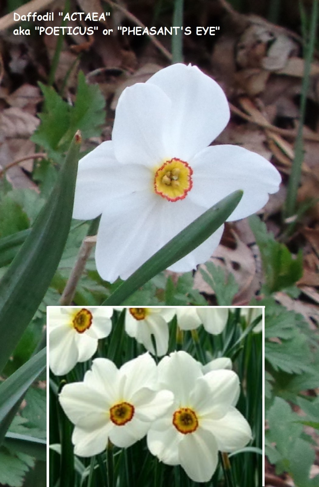 32 DAFFODIL BULBS 2 KINDS Narcissus Jonquil white petals FromMyGarden **PlsREAD*