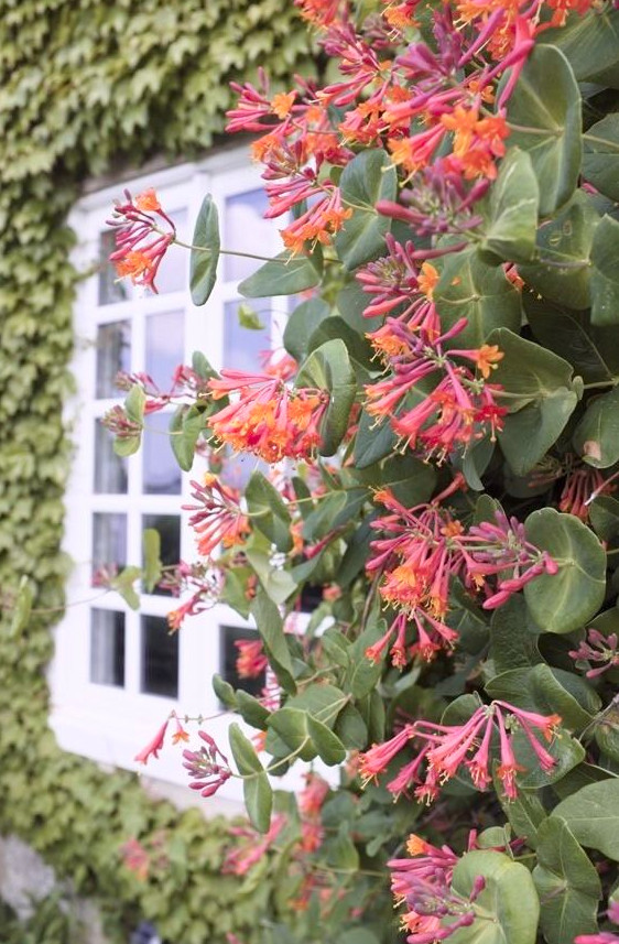 Coral Honeysuckle Live Plant – 1 Gallon – Red Trumpet Flower Vine