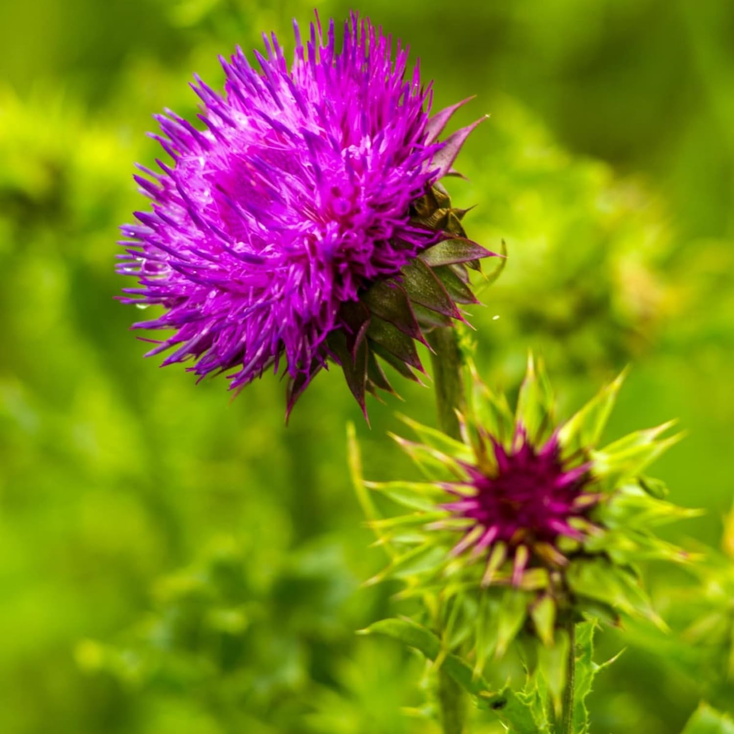 Milk Thistle Herb Seeds 300 NonGMO Seeds for Planting Flowering Plants