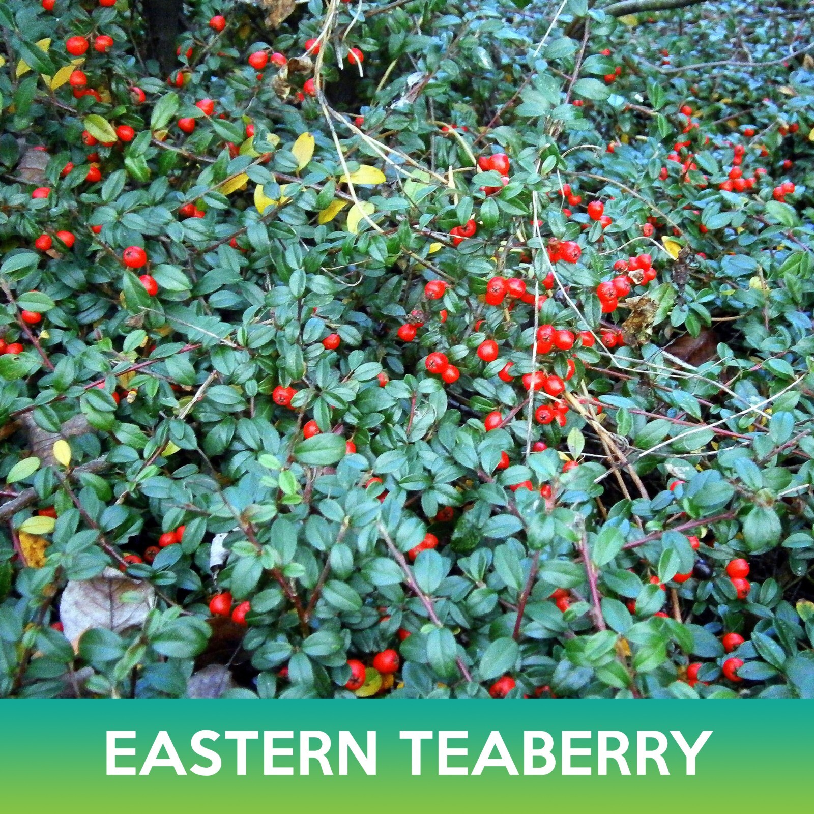 Eastern Teaberry Seeds, American Wintergreen, Gaultheria procumbens