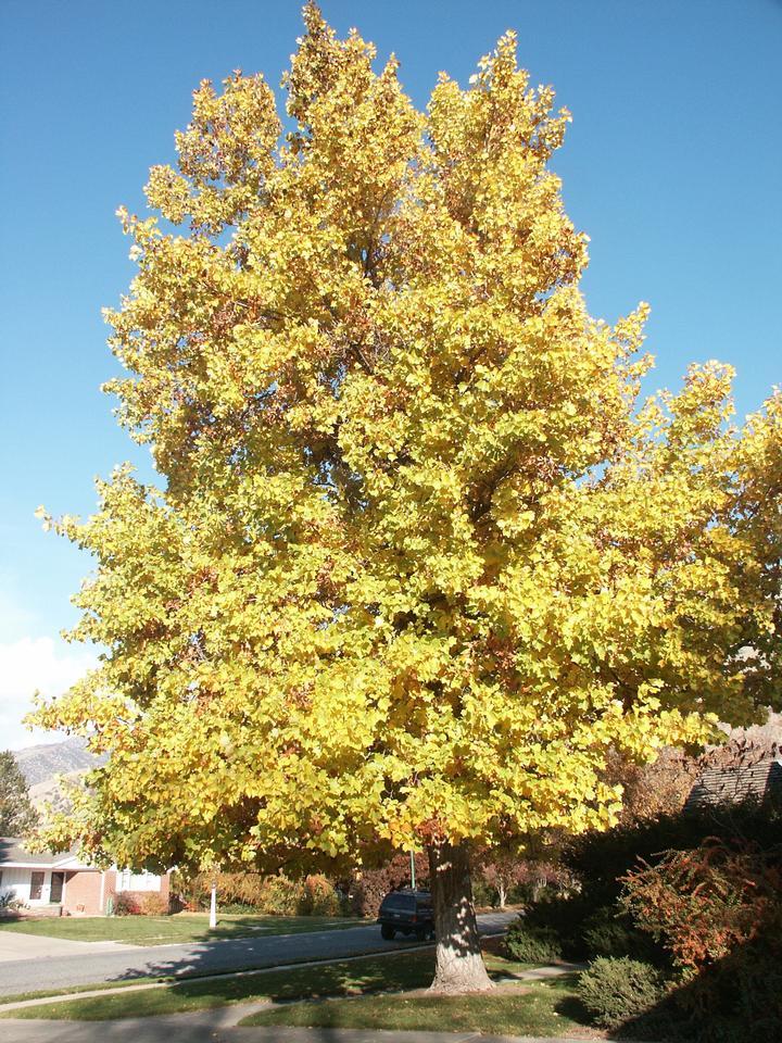 Tulip Tree qt pot