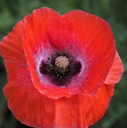 Corn Poppy Seeds – 100 Brilliant Red Blooms, Stunning Flower for Your Garden