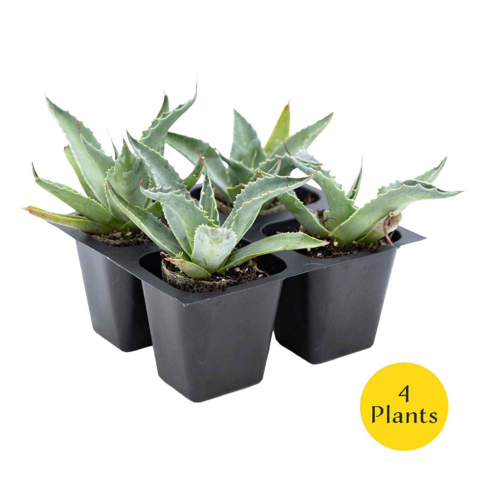 2 Whale’s Tongue Agave Succulent Plants in Nursery Cubes (Agave ovatifolia)