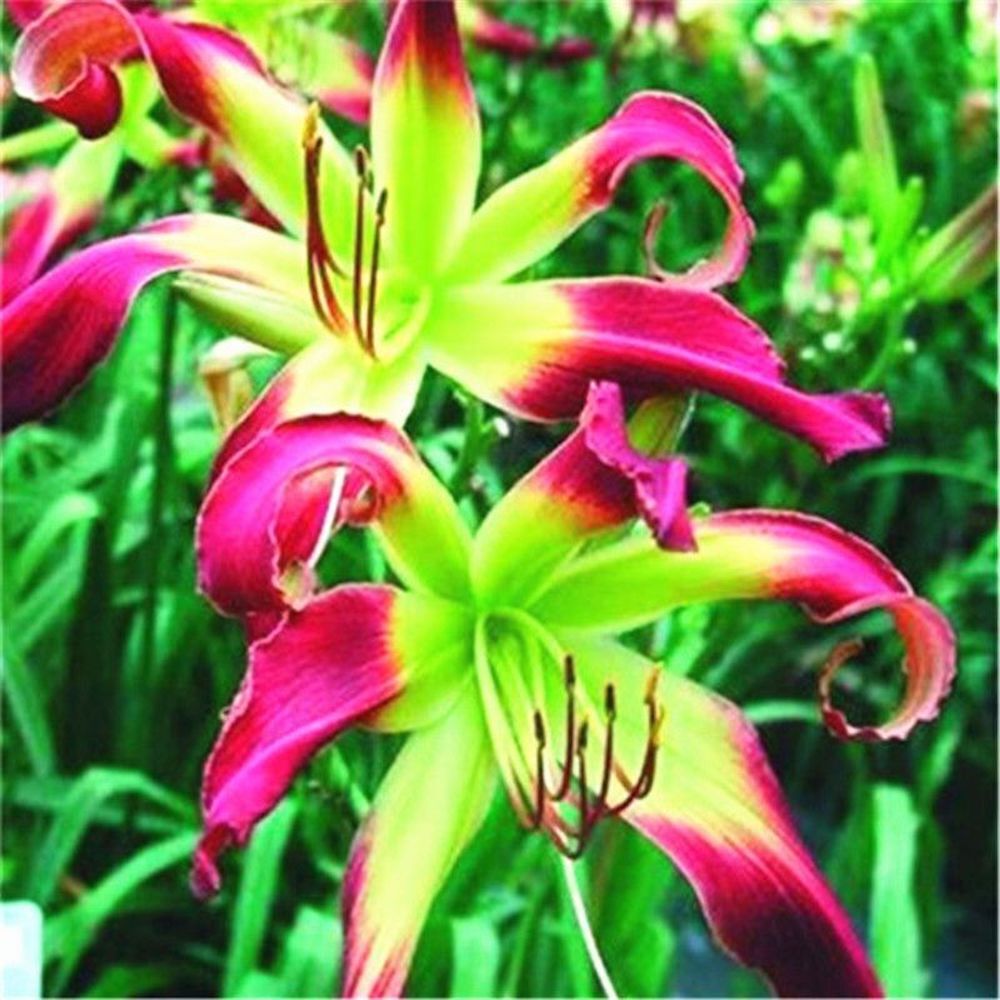 20 LILY FLOWER SEEDS rare exotic bloom blossom plant garden bush for germination