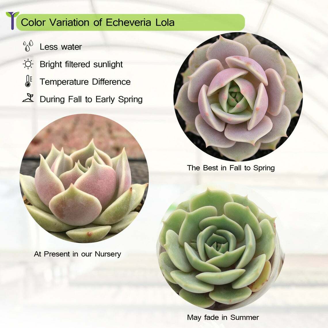 Live Rare Echeveria Lola Succulent Plant Fully Rooted in 2” Plastic Plant Pot