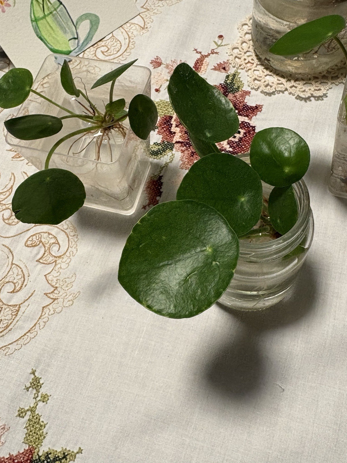 🪴Feng Shui Good Karma Chinese Money Starter Plant Promotes Prosperity,Peace