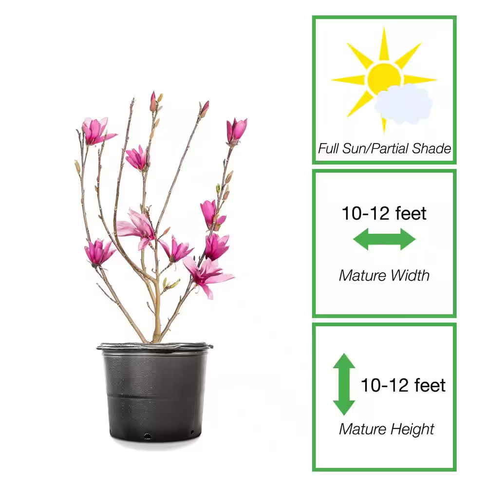 1 Gal. Ann Magnolia (2-Pack)