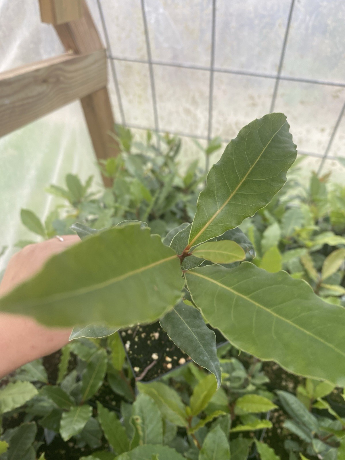 Bay Leave Herb live plant ship without pot/ Laurel Nobilis/ Bay herb plant
