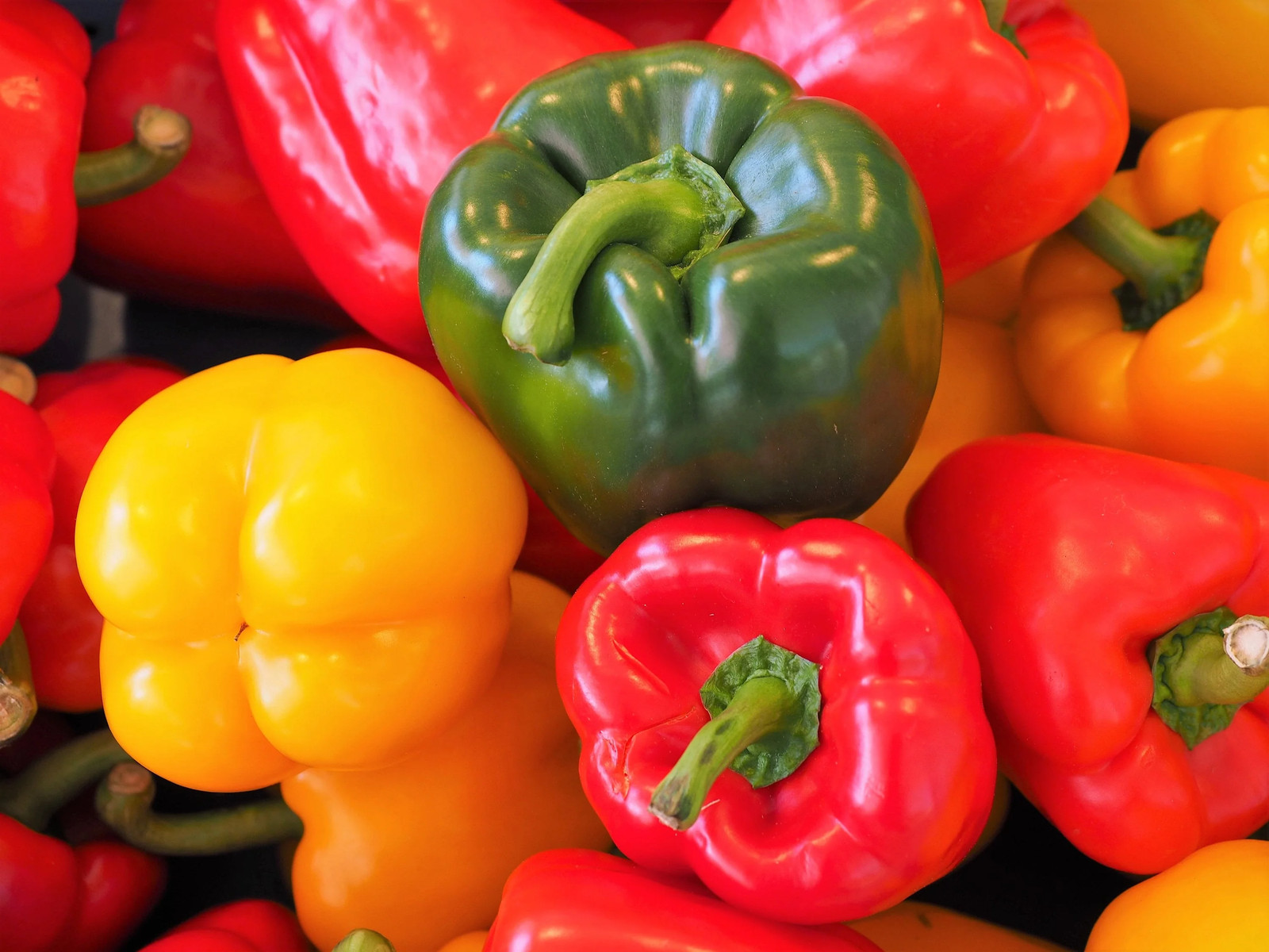 150 RAINBOW BELL PEPPER Sweet Red, Green, Yellow, Orange, Purple, Brown, &