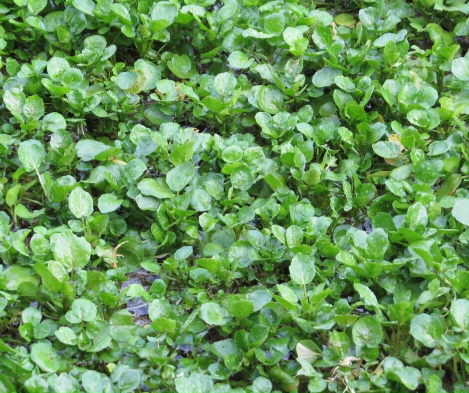 WATERCRESS CRESS SEEDS, HẠT XÀ LÁCH XOONG | NON-GMO | NEW SEEDS |