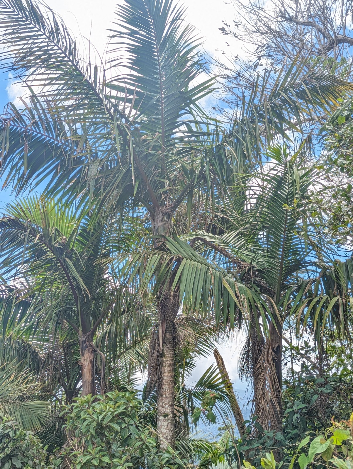 x2 LIVE Bare root : Prestoea Acuminata Sierra Palms Rare Shade Exotic palm